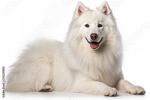 Samoyed isolated on white background.