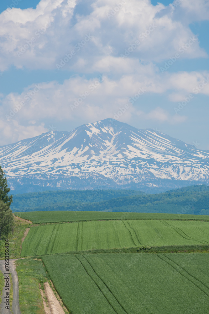 Naklejka premium 初夏の緑の畑作地帯と残雪山並み 