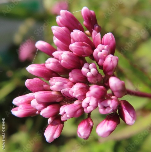 秋にサワフジバカマが紫の花を咲かせています photo