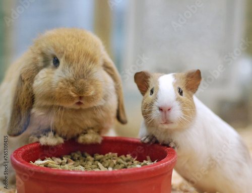 Adorable Holland Lop bunny rabbit and a guinea pig are eating a meal together