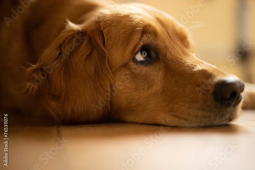 Beautiful loving Golden Retriever 