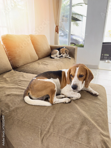 Two beagle dogs split sofa © PixieMe