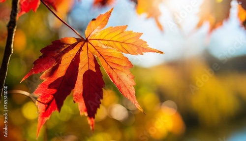 defocused autumn background with bokeh and blurry red yellow and orange autumn leaves