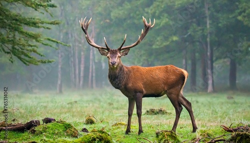 red deer in forest on foggy morning