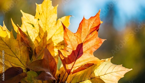 bouquet of beautiful yellow and orange leaves in an autumn park on a bright sunny day natural colorful background