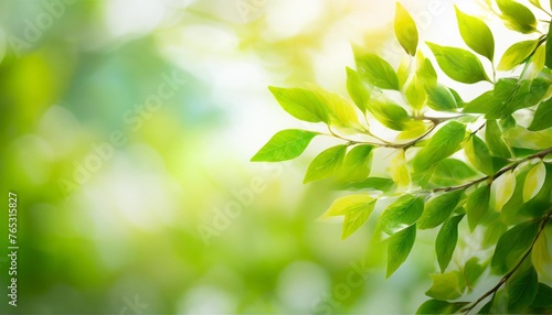 art abstract blurred beautiful spring background with fresh leaves