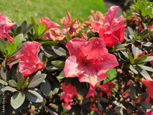 various red colored flowers   varios de flores de color de color rojos 