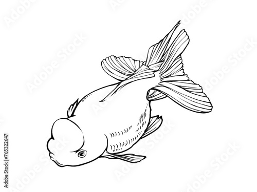 金魚（オランダシシガシラ型）のリアルな線画イラスト
