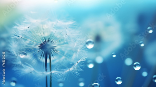 beautiful dew drops on a dandelion seed macro on blue background