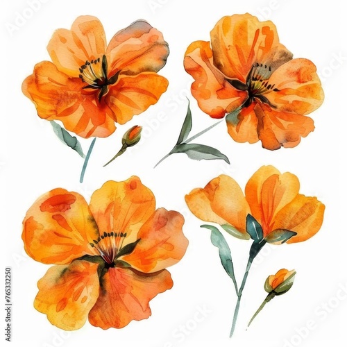 Wallpaper Mural set of flowers hand drawn with watercolors Torontodigital.ca