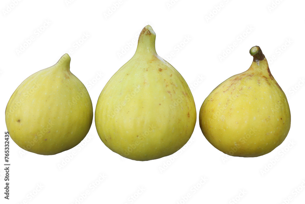 Fig Tree, Striped jin ao fen Fig, Ficus ornamental quality deciduous tree with yellow fruit striped with green, consumed fresh or dried. Fig Tree, Striped jin ao fen Fig, Ficus ornamental quality deciduous tree with yellow fruit striped with green, consumed fresh or dried.