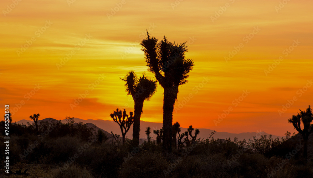 sunset in the desert with Joshua trees