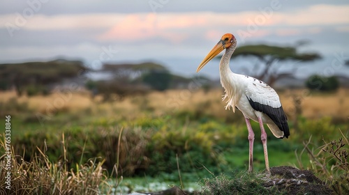 Yellow-billed storks can be found in Amboseli National Park in Kenya.