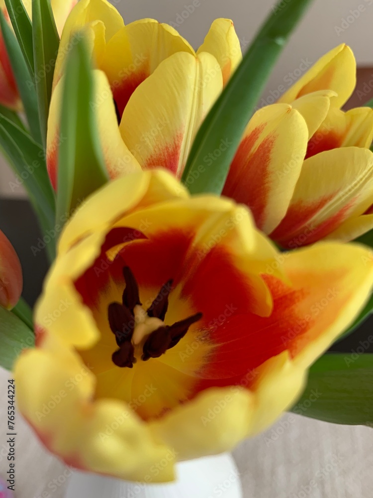 Obraz premium yellow and red tulips