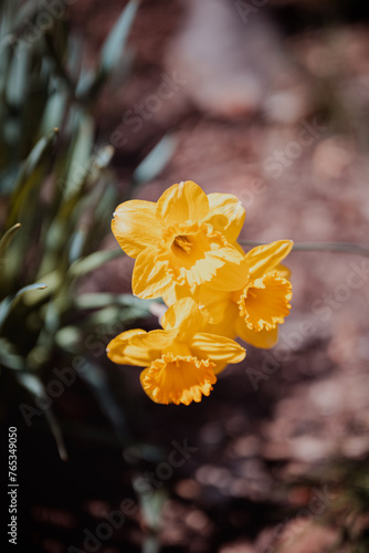 spring flowers in the Indianapolis zoo  usa