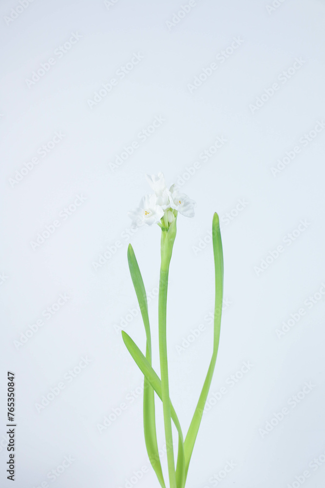 Paperwhite Flower