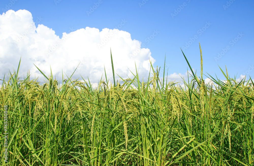 Green paddy rice plant and blue sky background