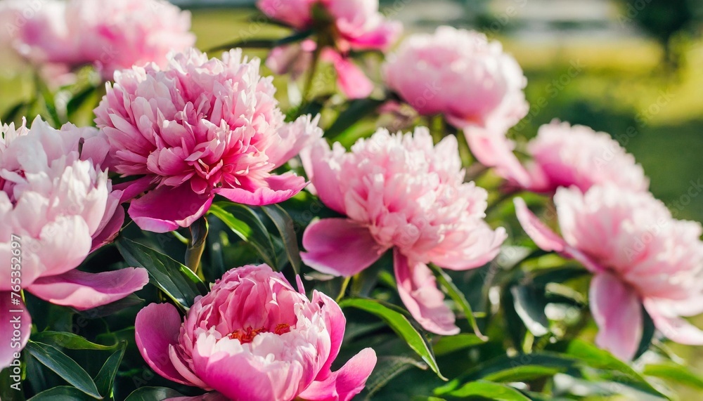 fluffy pink peonies flowers background