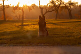 Hund im Sonnenuntergang auf dem Feld 
