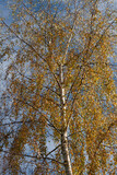 Birke Baum - (Betula pendula) Bild im Spätsommer mit gelben Blättern 