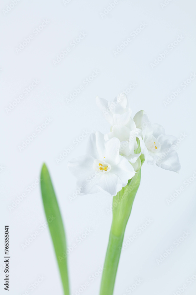 Paperwhite Flower Paperwhite Flower