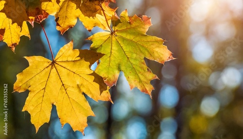 autumn maple leaves on blurred bokeh background beautiful autumnal background