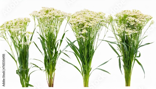 set of prairie dropseed sporobolus heterolepis grass isolated png on a background perfectly cutout high resolution photo