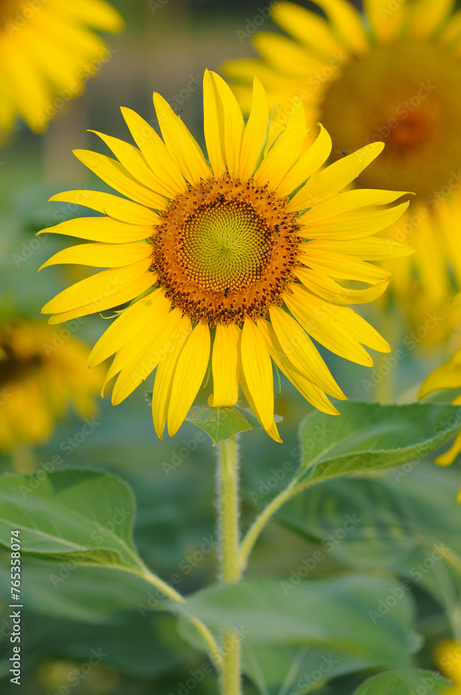 An Image of a Blooming Sunflower An Image of a Blooming Sunflower