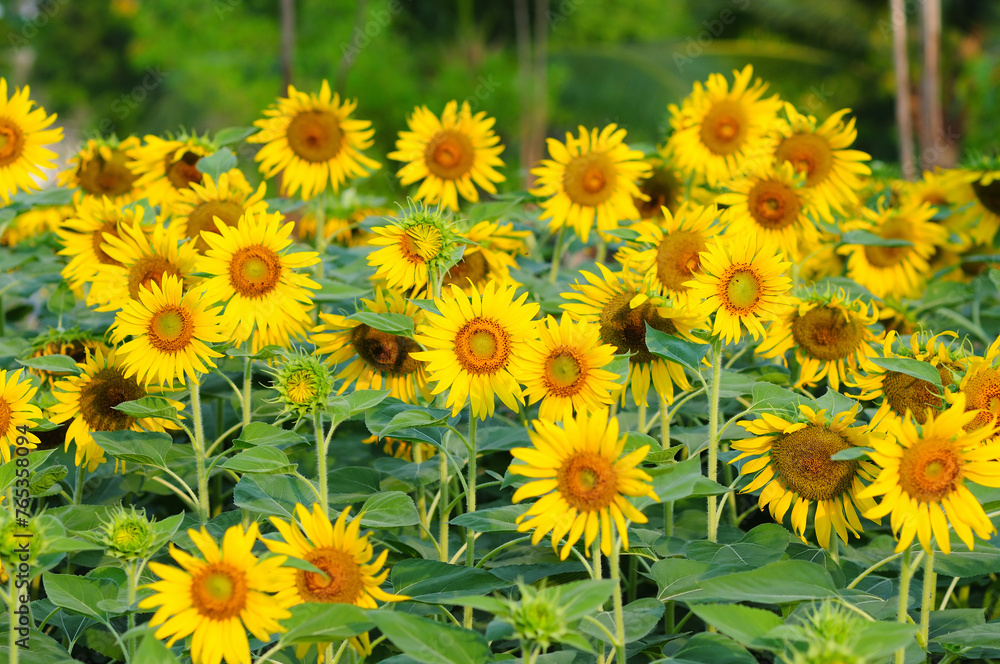 An Image of Blooming Sunflowers An Image of Blooming Sunflowers