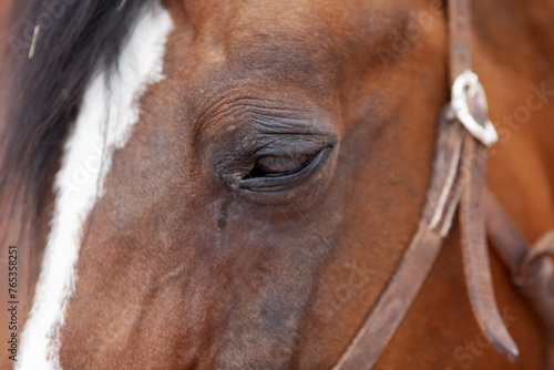Pferd mit verletzung und entz  ndung am Auge. conjunctivitis  tr  nen und Schwellung 