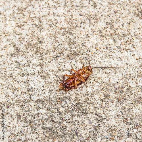 Close up cockroach dead on a floor