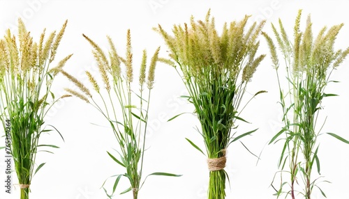 set of prairie dropseed sporobolus heterolepis grass isolated png on a background perfectly cutout high resolution photo