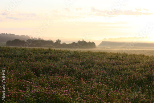 Summer morning in the field with the blossoming clover. The wood and fog in the lowland is in the distance visible.