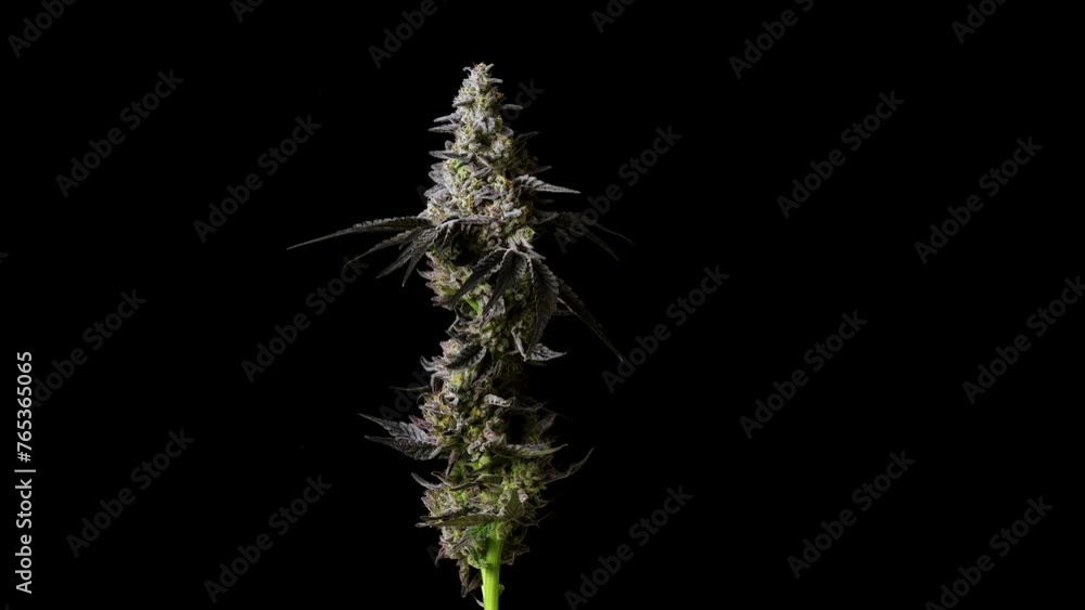 Rotating cannabis cola on black background Rotating cannabis cola on black background