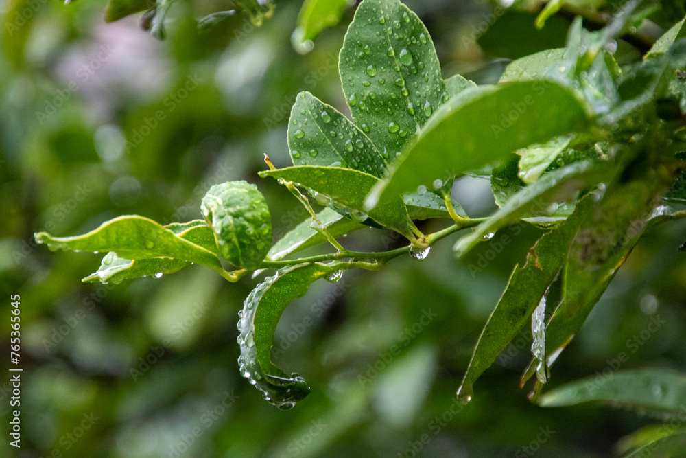 Rain drops suspended from lemon tree leaves image for background use Rain drops suspended from lemon tree leaves image for background use