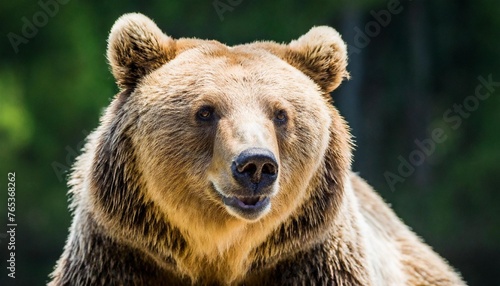 bear in front of a black background