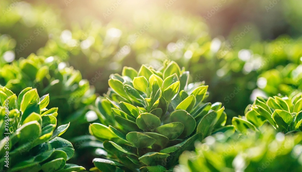 natural boxwood bushes sunlight among the bushes spring background panorama natural boxwood bushes sunlight among the bushes spring background panorama