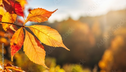 fall wide banner beautiful autumn yellow and red foliage in golden sun landscape falling leaves natural background copy space selective focus