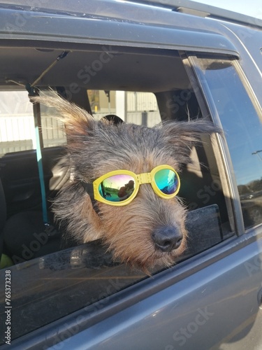 chien sauvage