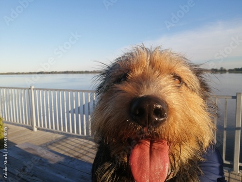 chien sauvage