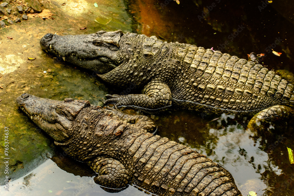 Fototapeta premium alligator in the everglades