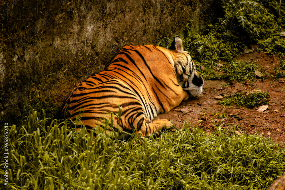 Fototapeta premium tiger in the grass