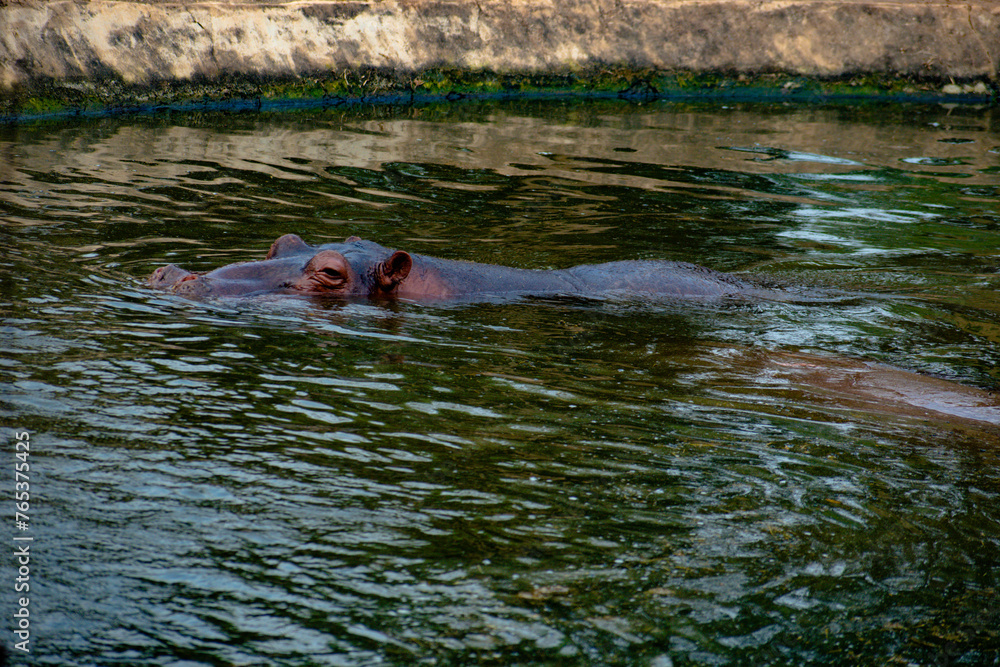 Obraz premium hippopotamus in the river