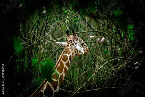 Canvas Print giraffe in the forest