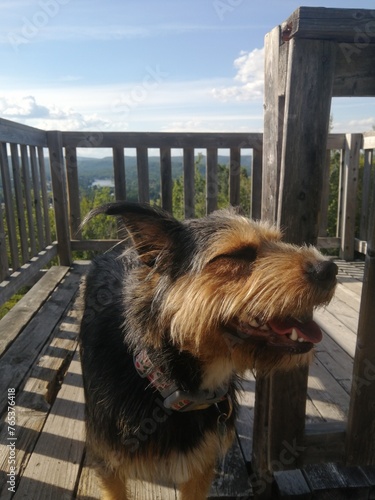 chien sauvage