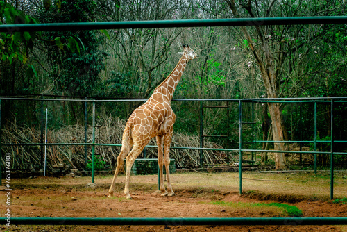 Photography giraffe in the zoo