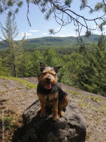 chien sauvage