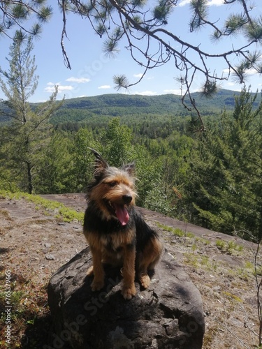 chien sauvage