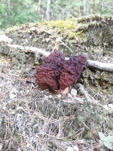 champignon