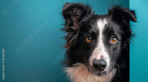 border collie dog portrait with a hiding cat behind in front of a blue background © Bushra